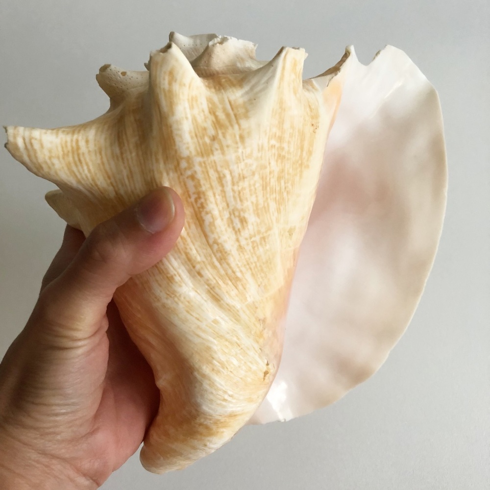 LARGE Horned Conch Shell Nautical Beach Decor - Picture 9 of 12